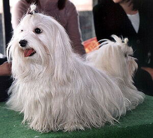 malteser hunde